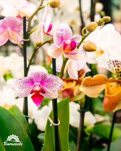 Phalaenopsis Mix